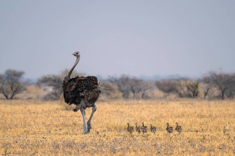 African ostrich (Struthio camelus), adult female with six young animals, chicks, animal family,