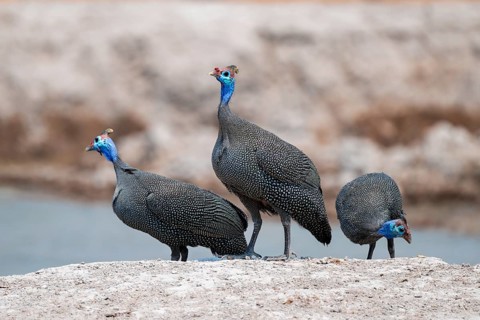 Helmet guinea fowl (Numida meleagris), swarm at the waterhole, Nxai Pan National Park, Botswana