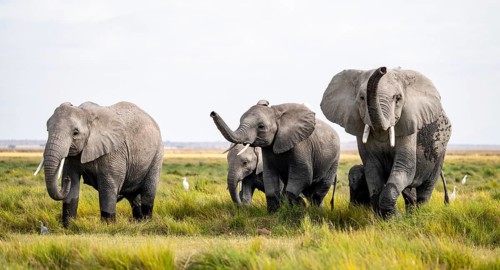 Four African elephants (Loxodonta africana), active, trumpets and aggression, Amboseli National