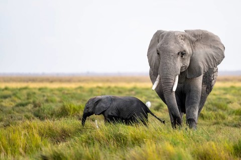 African elephant (Loxodonta africana), mother and young in Amboseli National Park, Rift Valley