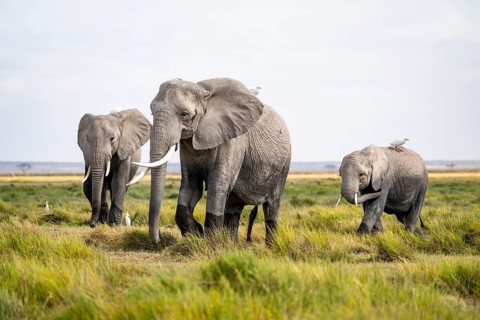 Three African elephants (Loxodonta africana), herons on their backs, Amboseli National Park, Rift