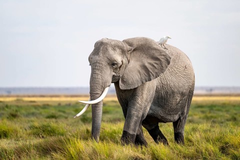 African elephant (Loxodonta africana), cow heron on the back, Amboseli National Park, Rift Valley