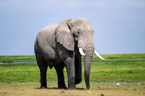 Big male, African elephant (Loxodonta africana), Amboseli National Park, Rift Valley Province,