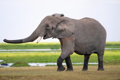 Funny, Raised Trunk, African Elephant (Loxodonta africana), Amboseli National Park, Rift Valley