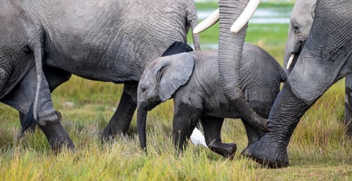 African elephant (Loxodonta africana) with baby, young and dam, Amboseli National Park, Rift Valley