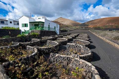 Typical white house between volcanic landscape, traditional wine-growing on Lapilli, Lanzarote,