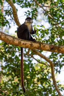 Red-tailed monkeys or Congo white-nosed monkeys (Cercopithecus ascanius schmidti), Kibale National