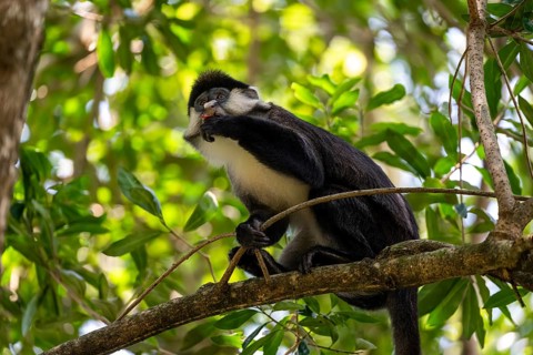 Red-tailed monkeys or Congo white-nosed monkeys (Cercopithecus ascanius schmidti), Kibale National