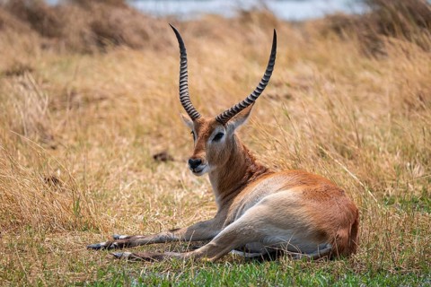 Letschwe or litchi bog antelope (Kobus leche), adult male, in tall dry grass, Okavango Delta,