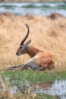 Letschwe or litchi bog antelope (Kobus leche), adult male, in tall dry grass, Okavango Delta,