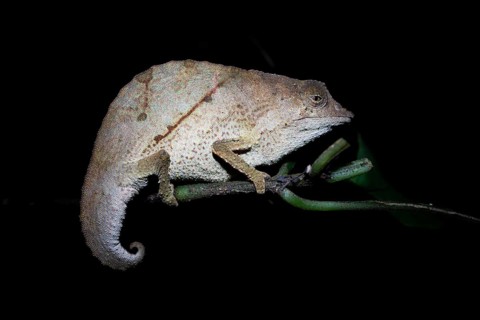 Zomba dwarf chameleon (Rieppeleon brachyurus), white chameleon on a branch at night, Amani Nature