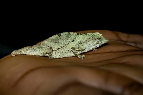 Zomba dwarf chameleon (Rieppeleon brachyurus), white chameleon on one hand, Amani Nature Forest