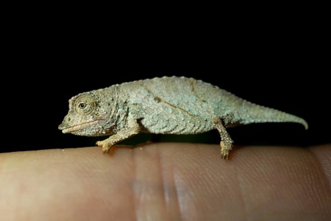 Zomba dwarf chameleon (Rieppeleon brachyurus), white chameleon on a finger at night, Amani Nature