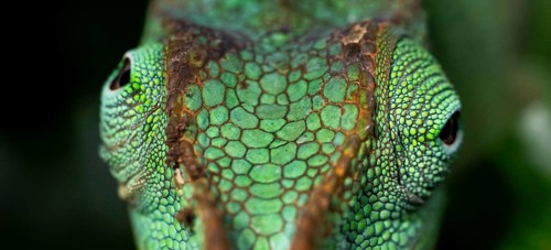 Animal portrait, squishy bihorned chameleon (Kinyongia matschiei), juvenile male, chameleon on a
