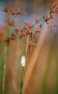 Marble redfrog (Hyperolius marmoratus), white frog sitting on a papyrus, Xakanaxa Lagoon, Okavango