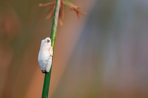 Marble redfrog (Hyperolius marmoratus), white frog sitting on a papyrus, Xakanaxa Lagoon, Okavango