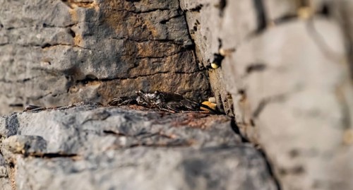 Red rock crab (Grapsus adscensionis), black young on a volcanic rock, coast, La Santa, Lanzarote,
