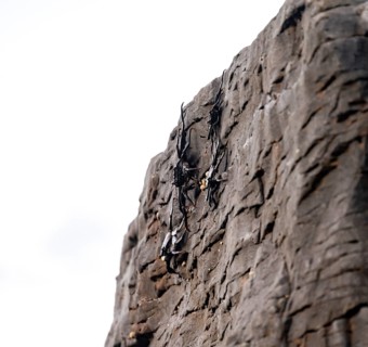 Red rock crabs (Grapsus adscensionis), black cubs on a volcanic rock, coast, La Santa, Lanzarote,