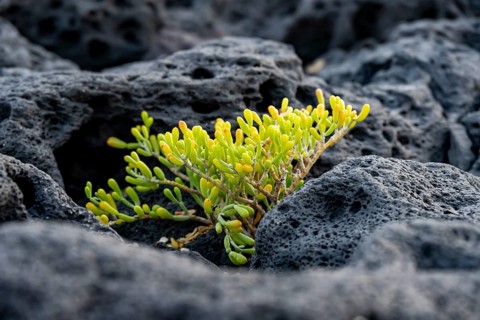 Small green succulent plant growing among lava rocks on the coast, Lanzarote, Canary Islands, Spain