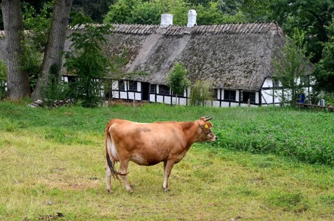 Brown cow in front of older half-timbered house with thatched roof in Den gamle by, The old