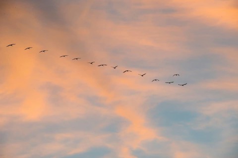 A series of cranes (Grus grus) or gray crane or Eurasian crane flies at sunset in abbreviated V