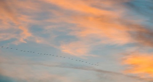 Wide sky with orange-blue clouds and a series of cranes (Grus grus) or gray crane or Eurasian crane