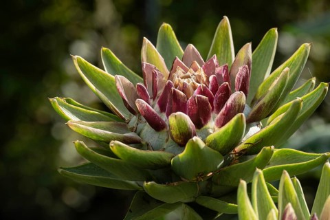Artichoke (Cynara scolymus, Cynara cardunculus), Münsterland, North Rhine-Westphalia, Germany