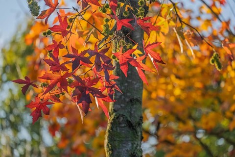 Amberbaum (Liquidambar styraciflua), Münsterland, North Rhine-Westphalia, Germany