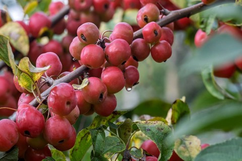 Ornamental apple tree (Malus spec.), with fruits, Münsterland, North Rhine-Westphalia, Germany