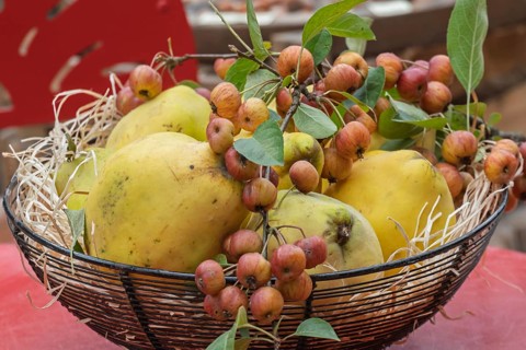 Metal bowl with quinces and ornamental apples, Münsterland, North Rhine-Westphalia, Germany