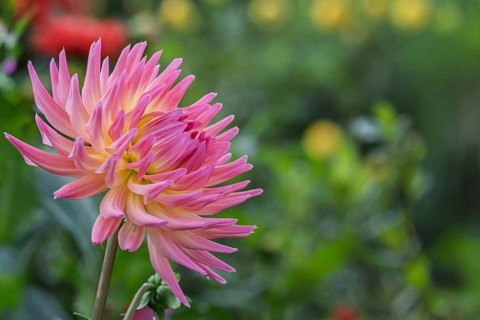 Dahlia (Dahlia), Münsterland, North Rhine-Westphalia, Germany