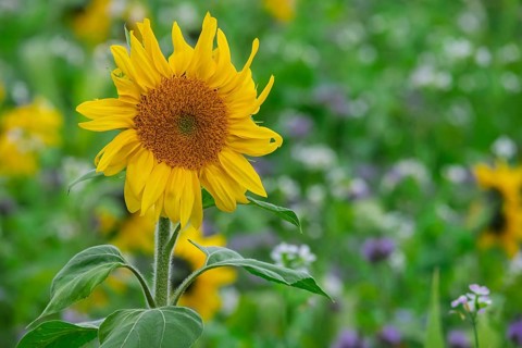 Sunflower (Helianthus annuus) in a field with green manure, Münsterland, North Rhine-Westphalia,