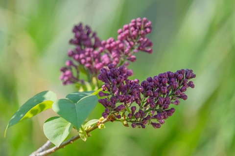 Common lilac (Syringa vulgaris), purple flowers, Germany