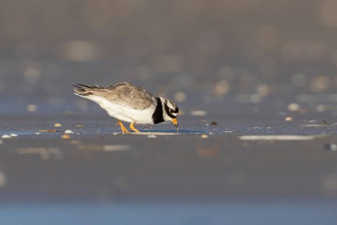 Ringed plover (Charadrius hiaticula) adult wader bird feeding on a worm on a beach, England, United