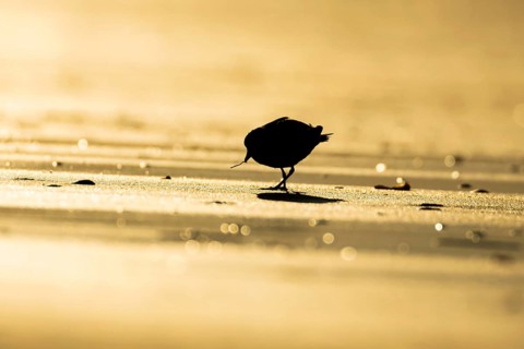 Ringed plover (Charadrius hiaticula) silhouette of an adult wader bird feeding on a worm on a beach