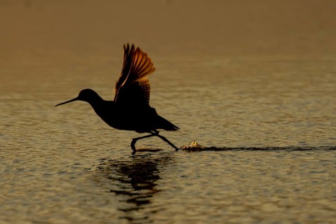 Spotted redshank (Tringa erythropus) silhouette of an adult wader bird running before taking off in