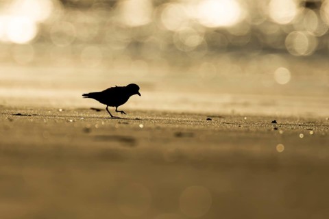 Ringed plover (Charadrius hiaticula) silhouette of an adult wader bird on a beach at sunset,