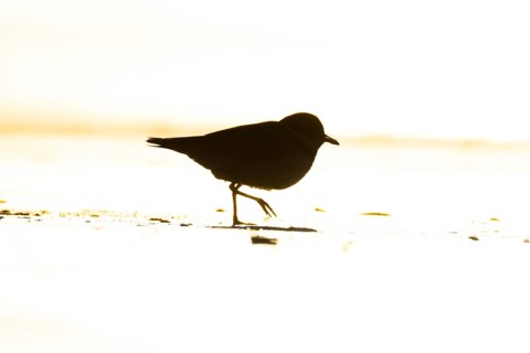 Ringed plover (Charadrius hiaticula) silhouette of an adult wader bird running on a beach at