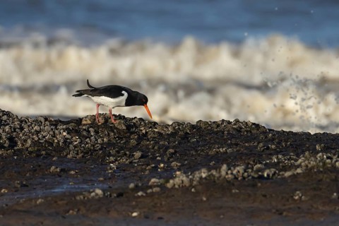 Eurasian oystercatcher (Haematopus ostralegus) adult wader bird on a coastline, England, United