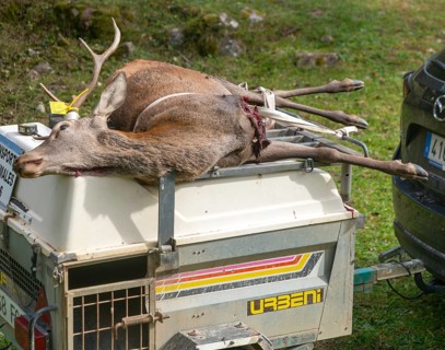 Trailer with dead stag deer killed in a hunt, Selva de Oza, Valle de Hecho, Pyrenees Mountains,