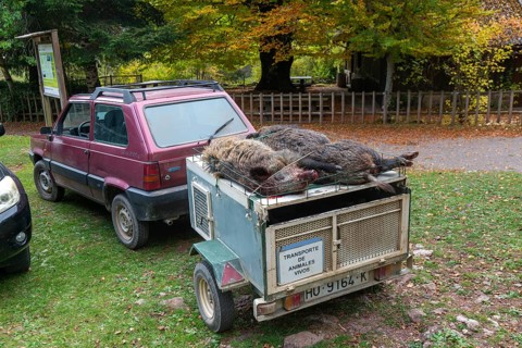 Car and trailer dead wild boar pigs killed in a hunt, Selva de Oza, Valle de Hecho, Pyrenees