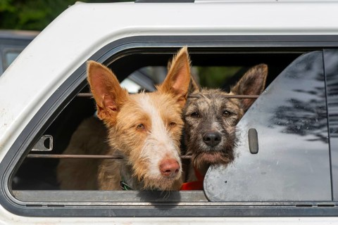 Faces of hunting dogs in car window, Selva de Oza, Valle de Hecho, Pyrenees Mountains, Huesca