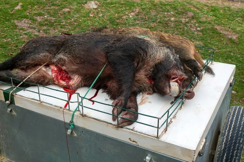 Dead wild boar pigs killed in a hunt, Selva de Oza, Valle de Hecho, Pyrenees Mountains, Huesca