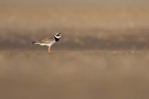 Ringed plover (Charadrius hiaticula) adult wader bird on a beach in summer, England, United Kingdom