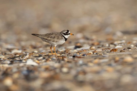 Ringed plover (Charadrius hiaticula) adult wader bird on a shingle beach in summer, England, United