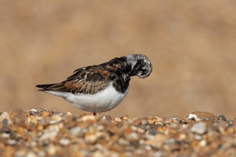Ruddy turnstone (Arenaria interpres) adult wader bird in summer plumage on a shingle beach,