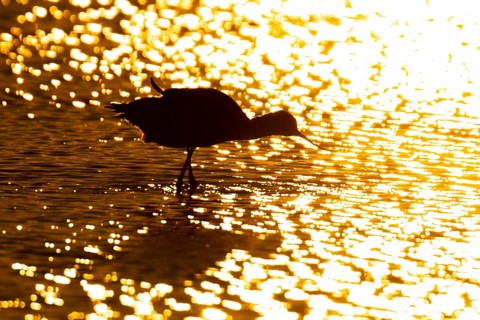 Pied avocet (Recurvirostra avosetta) silhouette of an adult wader bird in water of a shallow lagoon