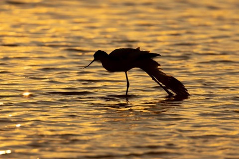 Pied avocet (Recurvirostra avosetta) silhouette of an adult wader bird stretching in water of a