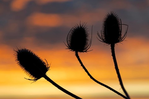 Wild card, (Dipsacus sylvestris), wild card in backlight at sunrise, winter, Münsterland, North
