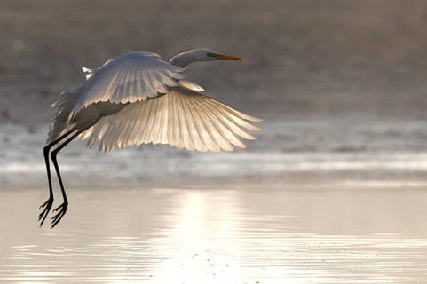 Great Egret, (Egretta alba), Great Egret in flight, back light, Lusatia, Saxony, Germany